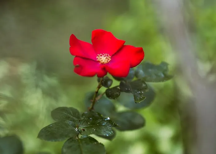 L'instant Jardin Bed & Breakfast